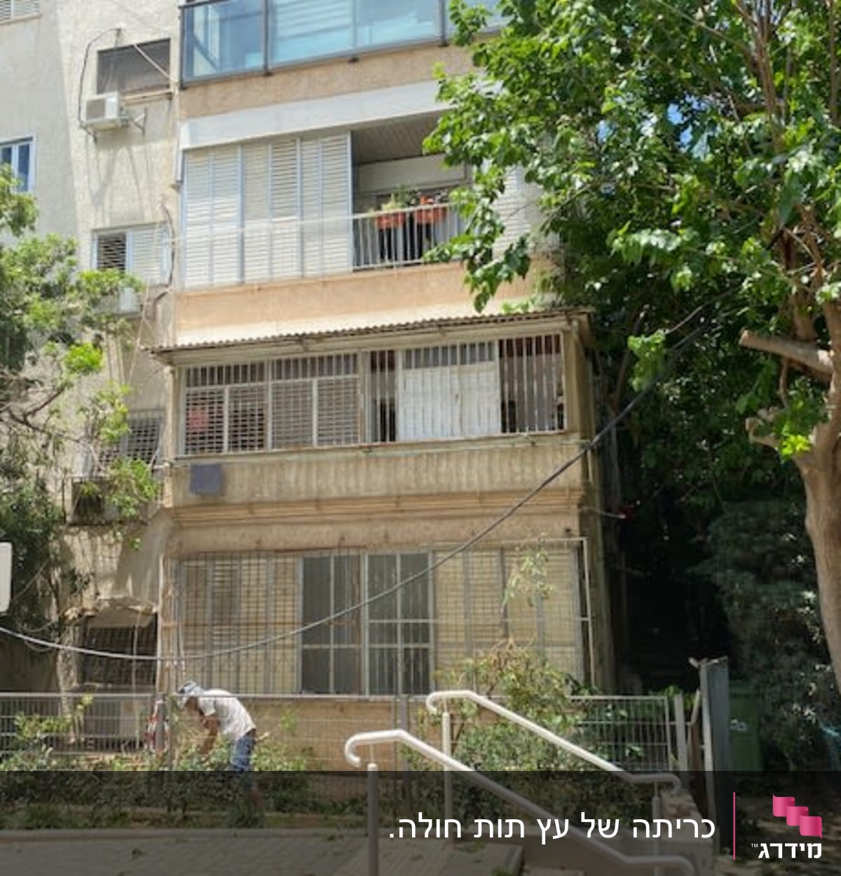 העץ אחרי כריתה